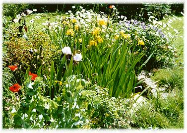 Irises in garden pond