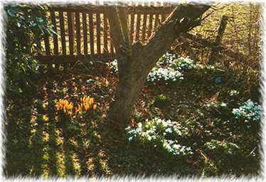 Snowdrops under a tree