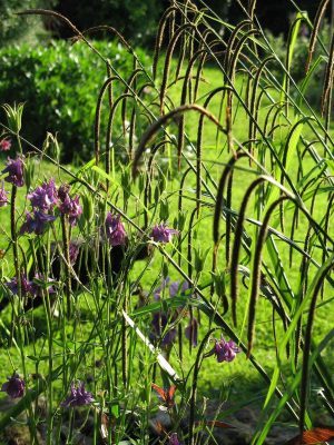 Aquilegia and grasses