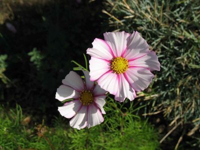 Cosmos flowers